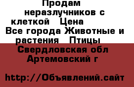 Продам 2 неразлучников с клеткой › Цена ­ 2 500 - Все города Животные и растения » Птицы   . Свердловская обл.,Артемовский г.